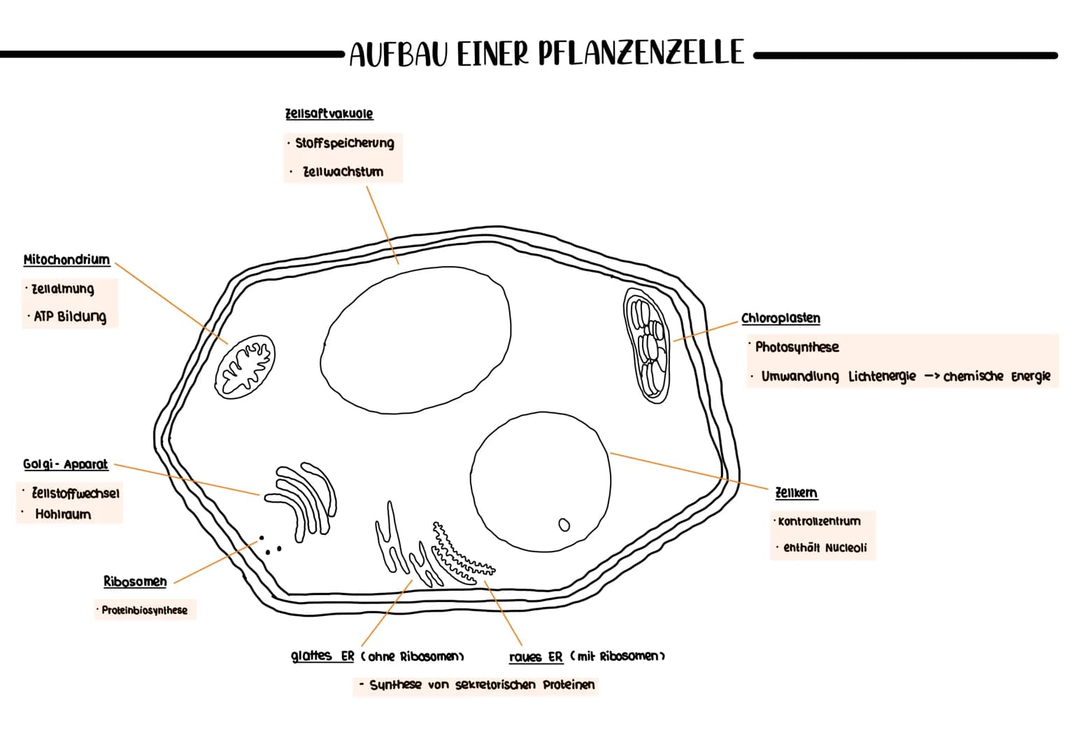 Plasmid
ringförmige, zusätzliche
DNA
Nucleoid (Chromosom)
AUFBAU EINER BAKTERIENZELLE-
Ribosomen
. Proteinbiosynthese
Zellmembran
kontrollie