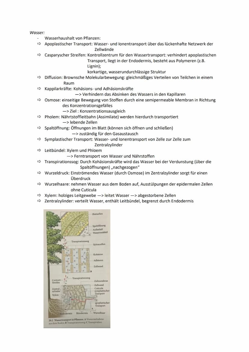 Biologie Q2: Ökologie - Abiotische Faktoren
Definition:
Physikalische und chemische Faktoren der unbelebten Umwelt
Bestandteile/Klimafaktore