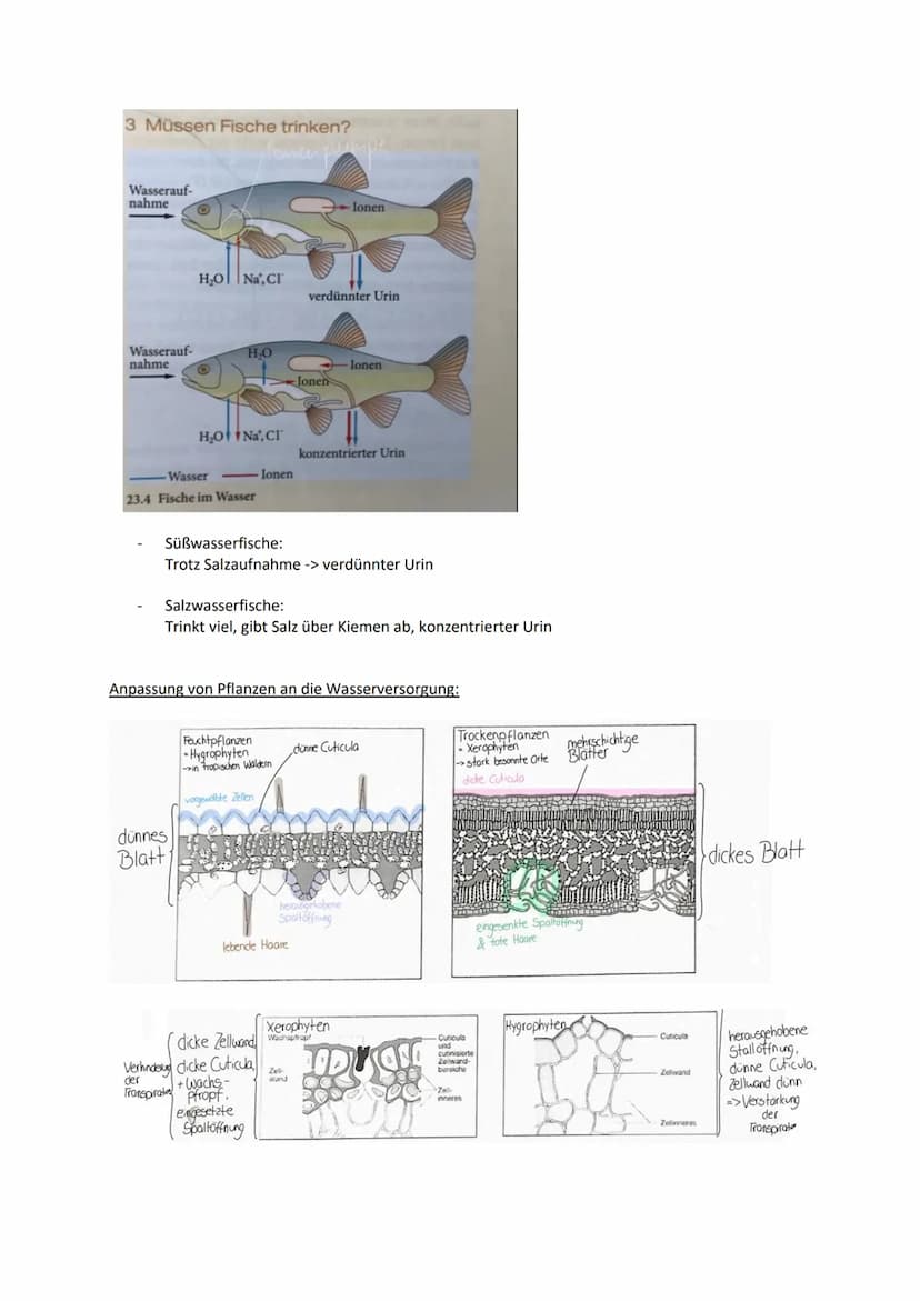 Biologie Q2: Ökologie - Abiotische Faktoren
Definition:
Physikalische und chemische Faktoren der unbelebten Umwelt
Bestandteile/Klimafaktore