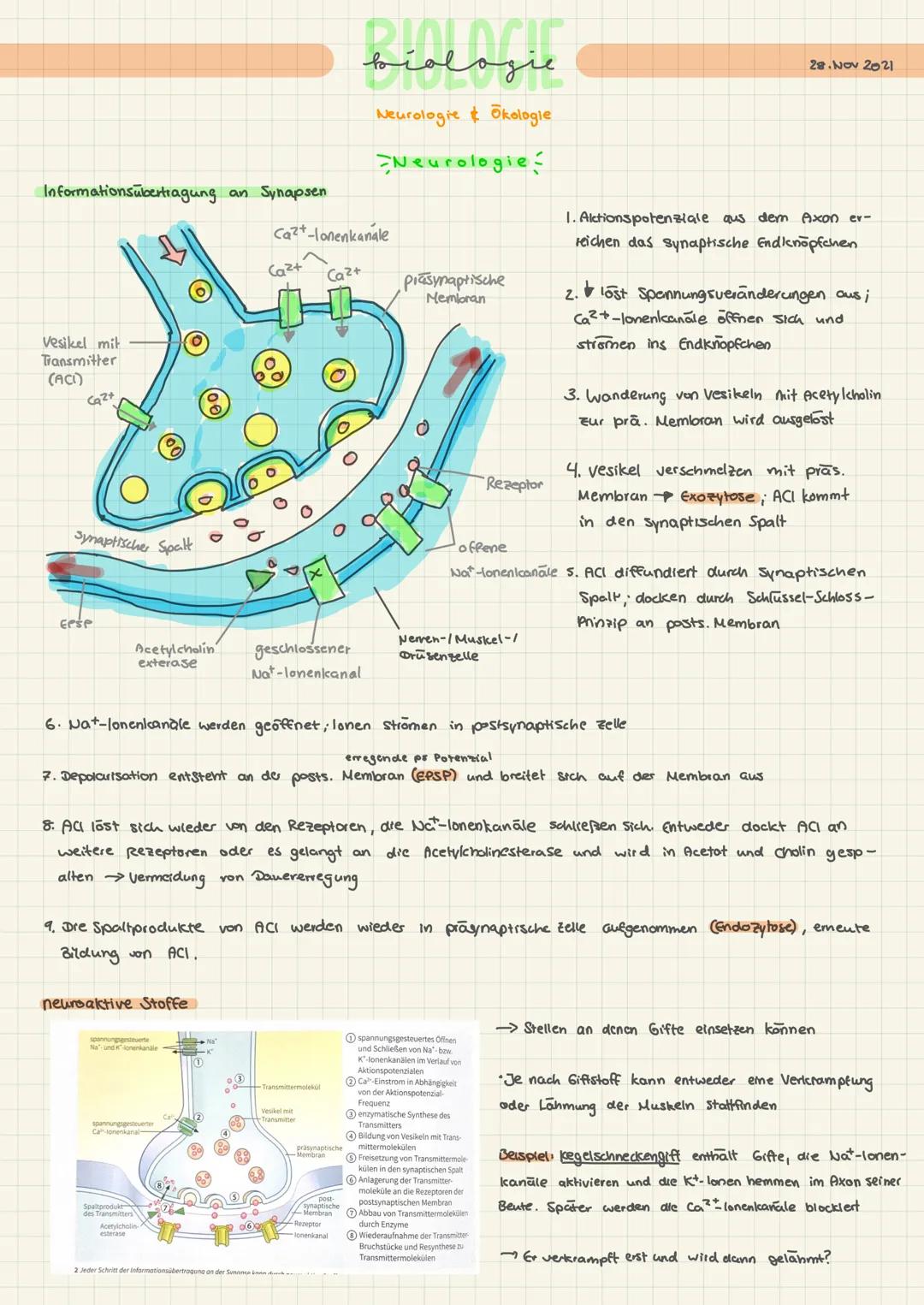 # BIOLOCIC
biologie
Neurologie & Ökologie
Neurologie

Nervenzelle und Nervenzellensysteme

Rezeptoren empfangen außere Signale
sensorisches 
