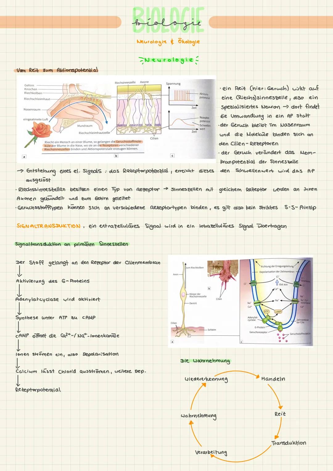 # BIOLOCIC
biologie
Neurologie & Ökologie
Neurologie

Nervenzelle und Nervenzellensysteme

Rezeptoren empfangen außere Signale
sensorisches 