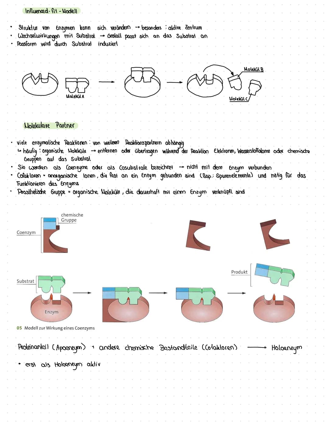 Struktur und Funktion von Enzymen
Was sind Enzyme
spezielle Proteine
katalysieren Reaktionen.
Enzym wird bei einer Reaktion nicht verbraucht