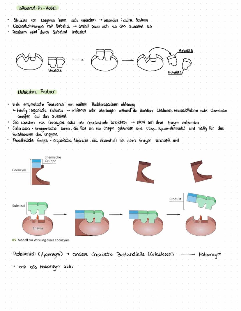 Struktur und Funktion von Enzymen
Was sind Enzyme
spezielle Proteine
katalysieren Reaktionen.
Enzym wird bei einer Reaktion nicht verbraucht