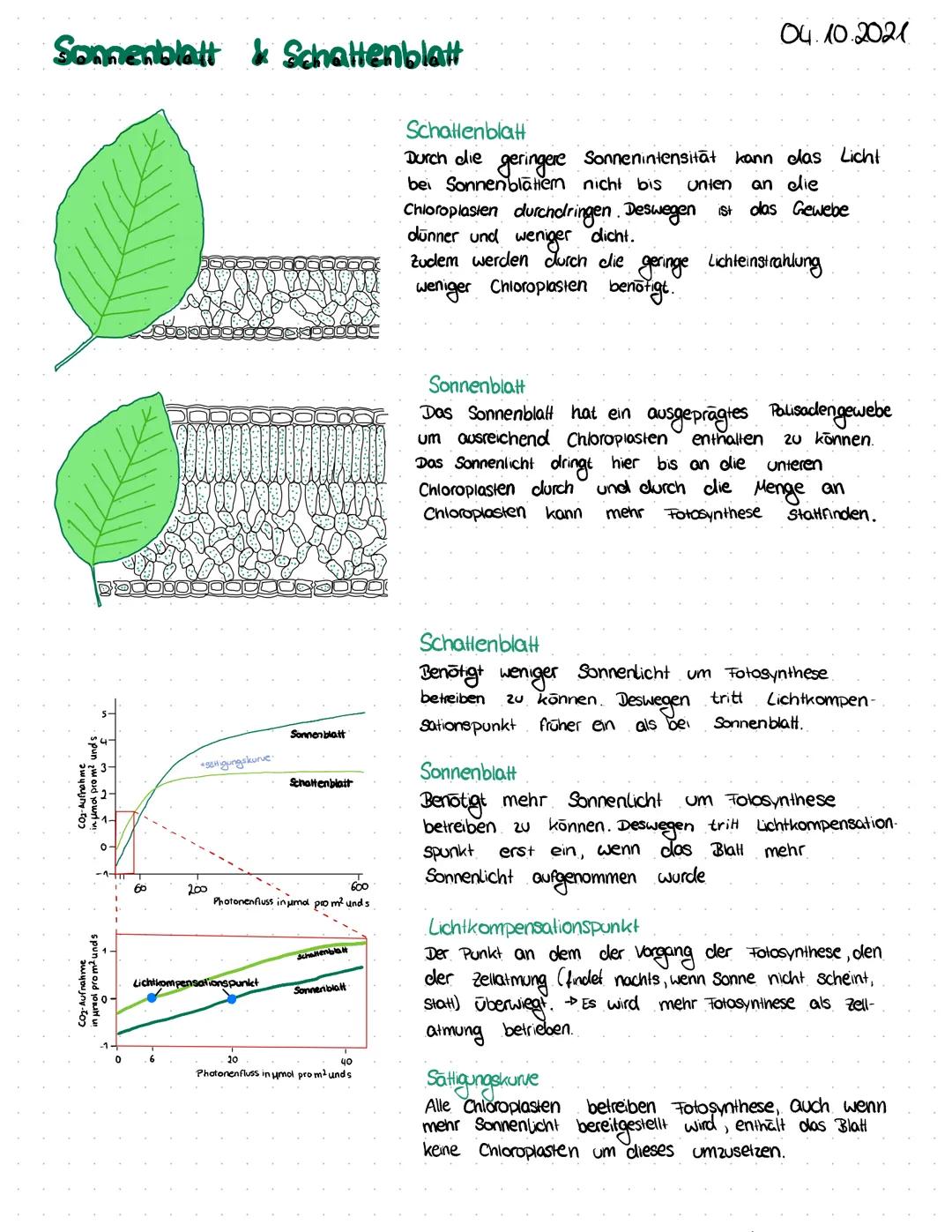 # Sonnenblatt & Schattenblatt

Schallenblatt

04.10.2021

Durch die geringere Sonnenintensitāt kann das Licht
bei Sonnenblatem nicht bis unt
