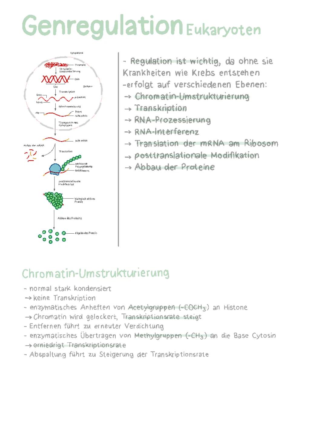 Was ist Genregulation? Einfache Erklärung für Eukaryoten und Prokaryoten