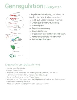 Know genregulation eukaryoten  thumbnail