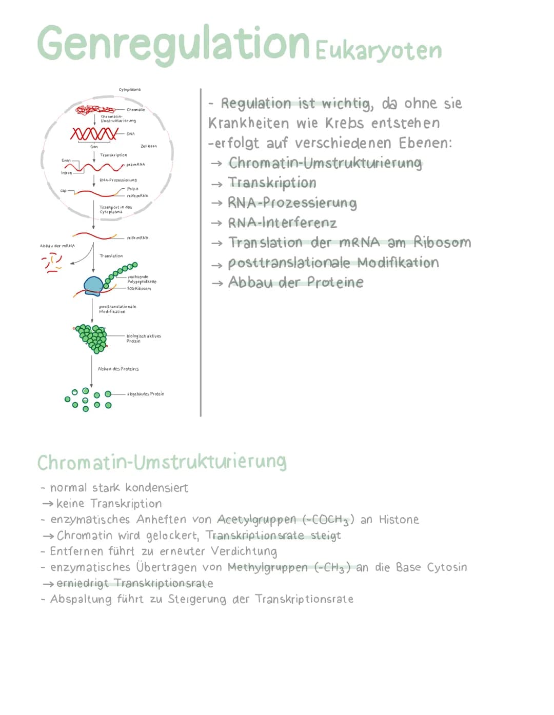 Genregulation Eukaryoten
Regulation ist wichtig, da ohne sie
Krankheiten wie Krebs entstehen
-erfolgt auf verschiedenen Ebenen:
→ Chromatin-