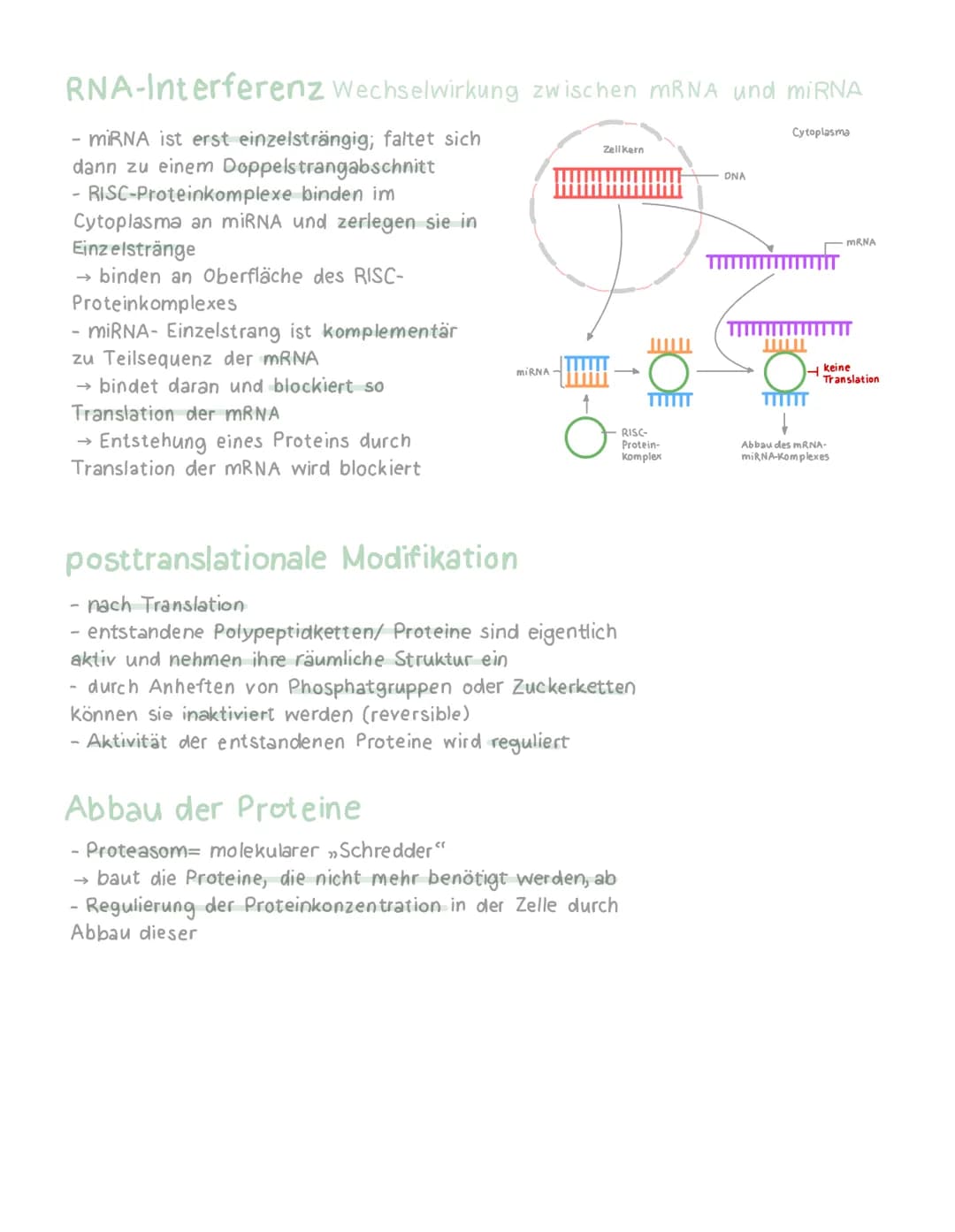 Genregulation Eukaryoten
Regulation ist wichtig, da ohne sie
Krankheiten wie Krebs entstehen
-erfolgt auf verschiedenen Ebenen:
→ Chromatin-