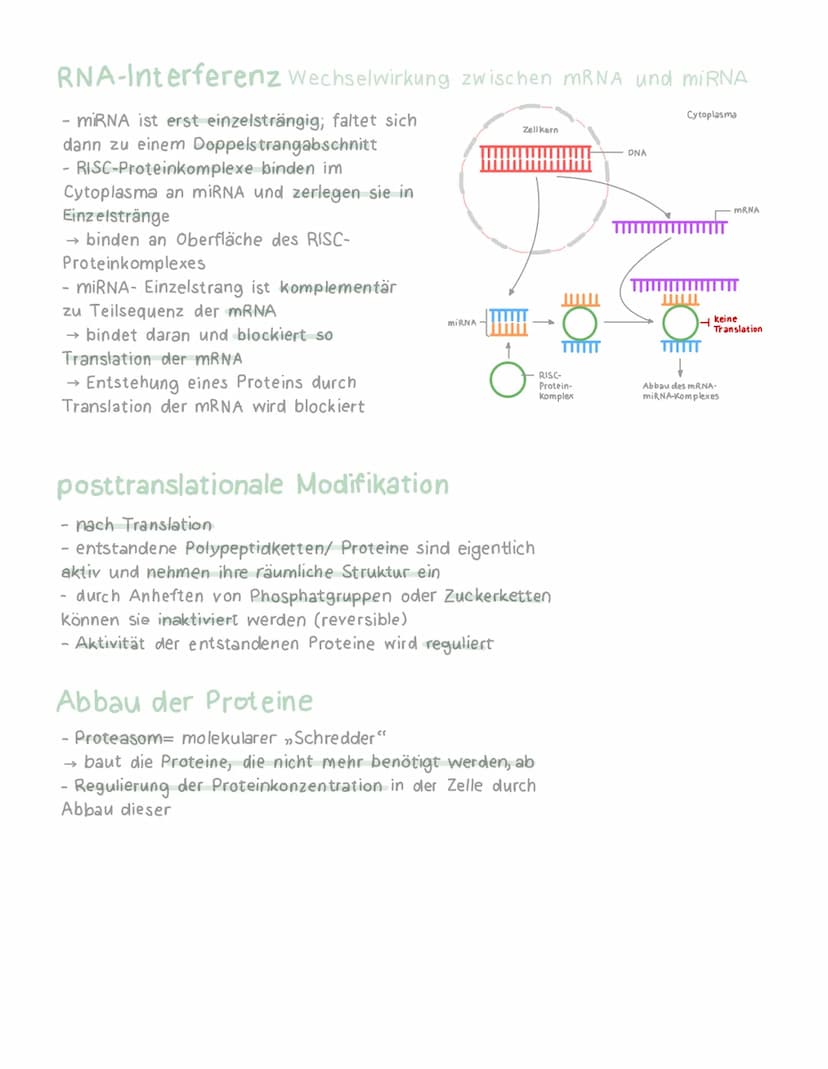 Genregulation Eukaryoten
Regulation ist wichtig, da ohne sie
Krankheiten wie Krebs entstehen
-erfolgt auf verschiedenen Ebenen:
→ Chromatin-