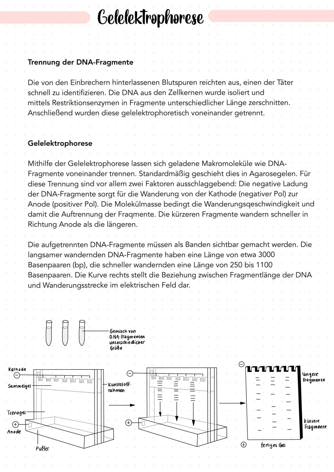 genetischer Fingerabdruck
Ein genetischer Fingerabdruck (engl. DNA-Fingerprint) ist ein:
- Unverwechselbarer molekularer, Fingerabdruck" ein
