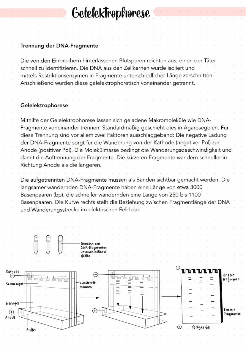 genetischer Fingerabdruck
Ein genetischer Fingerabdruck (engl. DNA-Fingerprint) ist ein:
- Unverwechselbarer molekularer, Fingerabdruck" ein