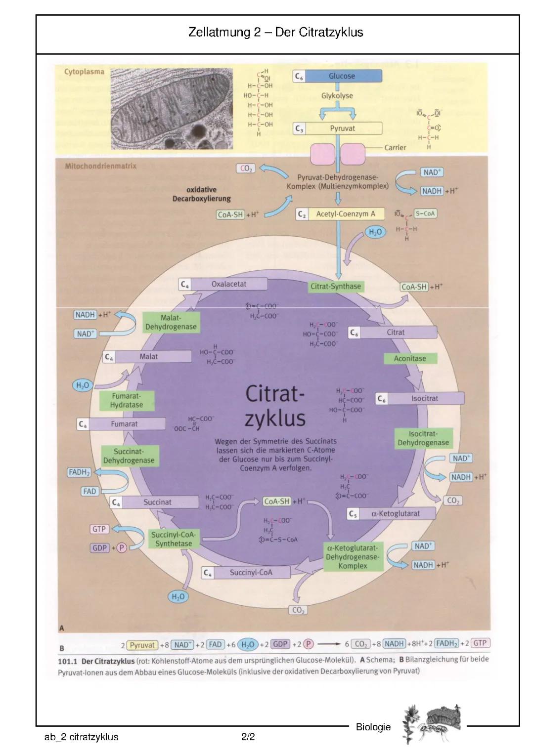 Entdecke den Citratzyklus: Schritte, Enzyme und die oxidative Decarboxylierung von Pyruvat!