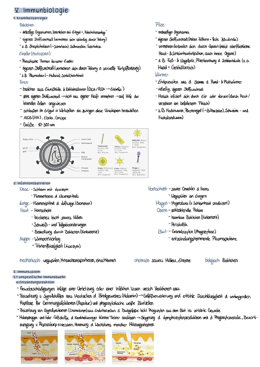 V. Immunbiologie
1. Krankheitserreger
Bakterien:
- einzellige Organismen; Innenleben mit Erbgut +, Fabrikationsanlage"
-eigenen Stoffwechsel