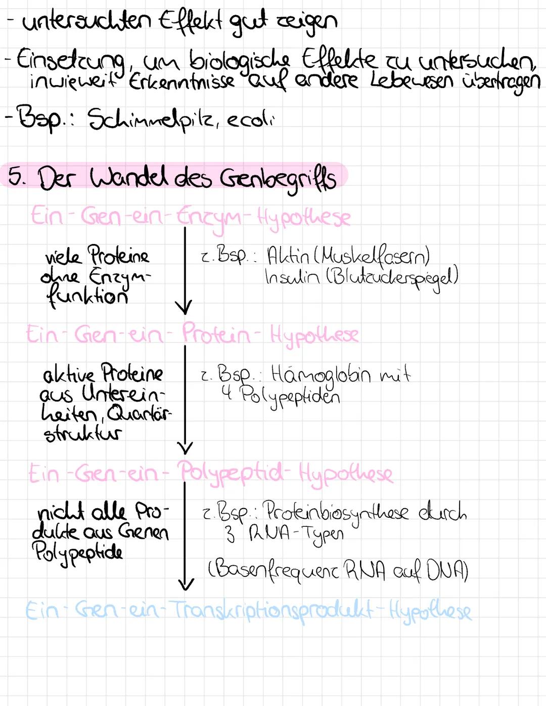 Klausur: Grundlagen der Molekular-) Genetik
1. Bedeutung des Zelllerns
-Träger der Erbinformation für Bauplan Zelle
-Regulation sämtlicher S