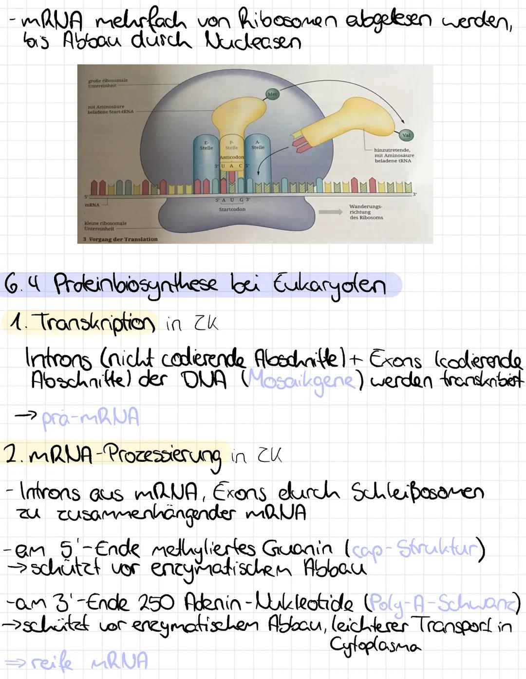 Klausur: Grundlagen der Molekular-) Genetik
1. Bedeutung des Zelllerns
-Träger der Erbinformation für Bauplan Zelle
-Regulation sämtlicher S
