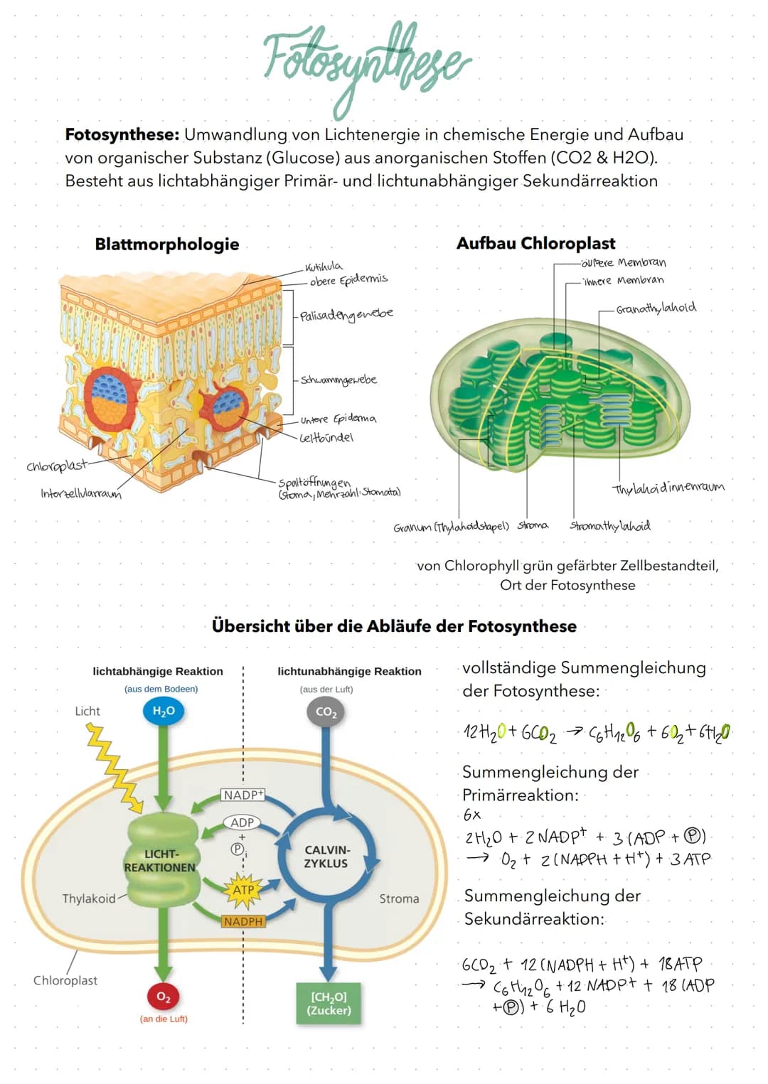Fotosynthese
Fotosynthese: Umwandlung von Lichtenergie in chemische Energie und Aufbau
von organischer Substanz (Glucose) aus anorganischen 