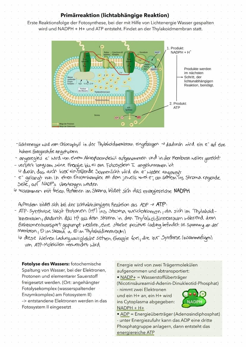 Fotosynthese
Fotosynthese: Umwandlung von Lichtenergie in chemische Energie und Aufbau
von organischer Substanz (Glucose) aus anorganischen 