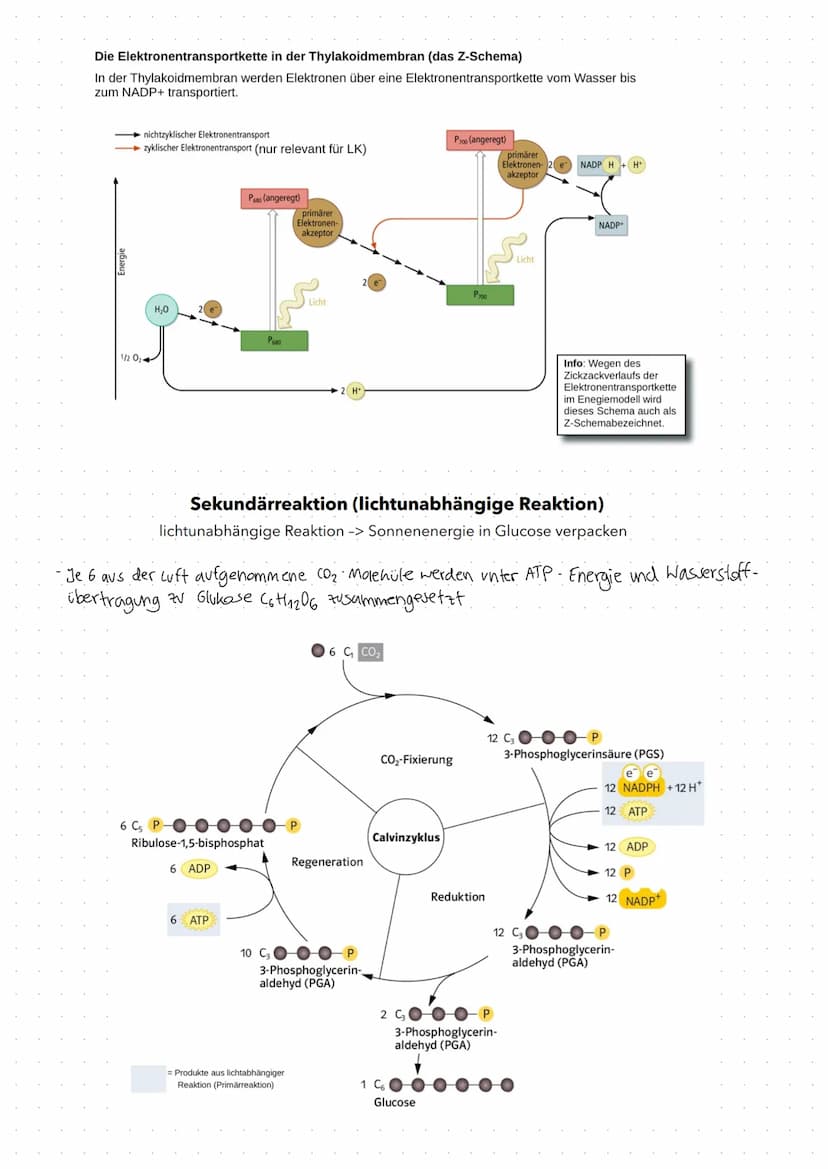 Fotosynthese
Fotosynthese: Umwandlung von Lichtenergie in chemische Energie und Aufbau
von organischer Substanz (Glucose) aus anorganischen 