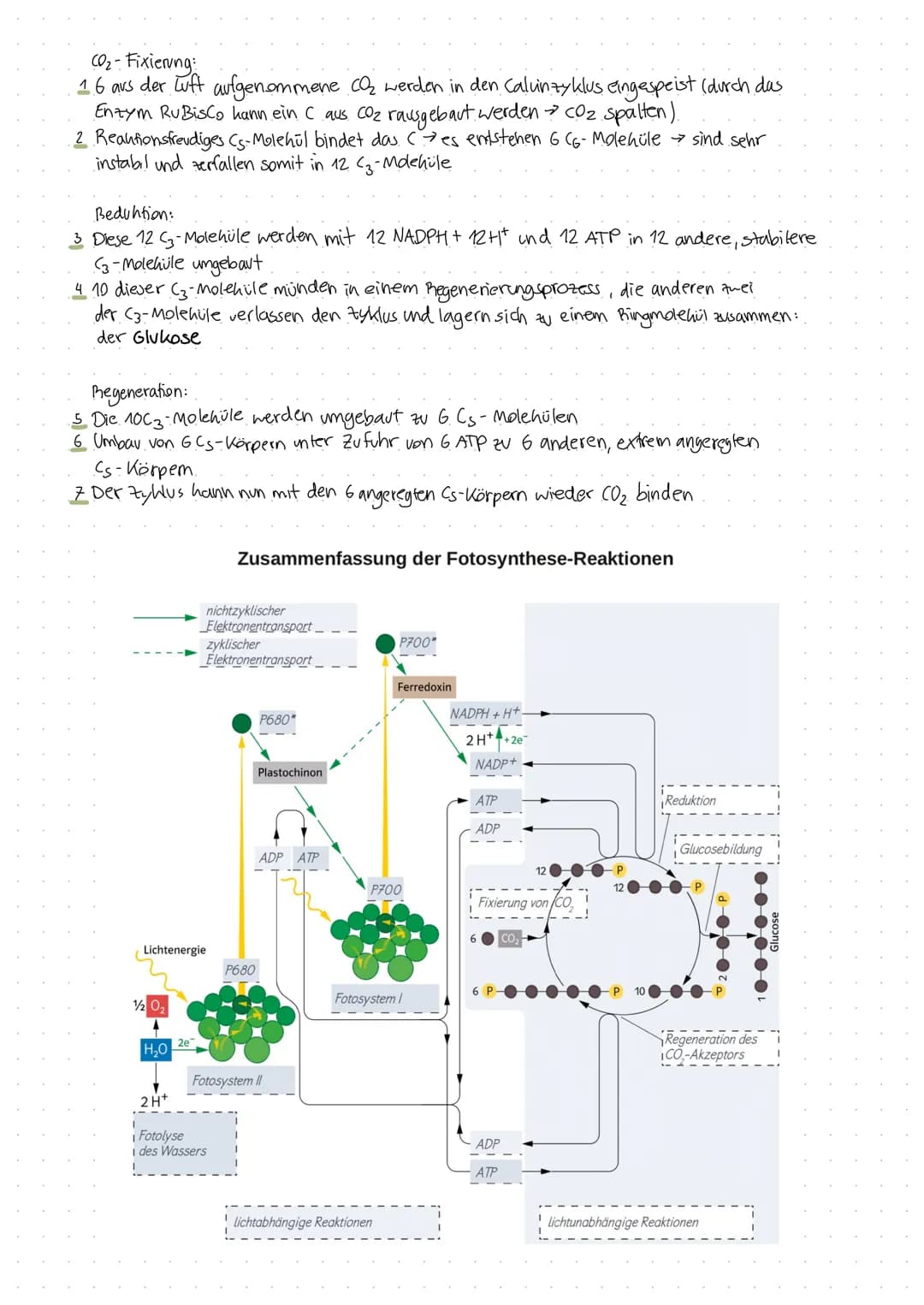 Fotosynthese
Fotosynthese: Umwandlung von Lichtenergie in chemische Energie und Aufbau
von organischer Substanz (Glucose) aus anorganischen 