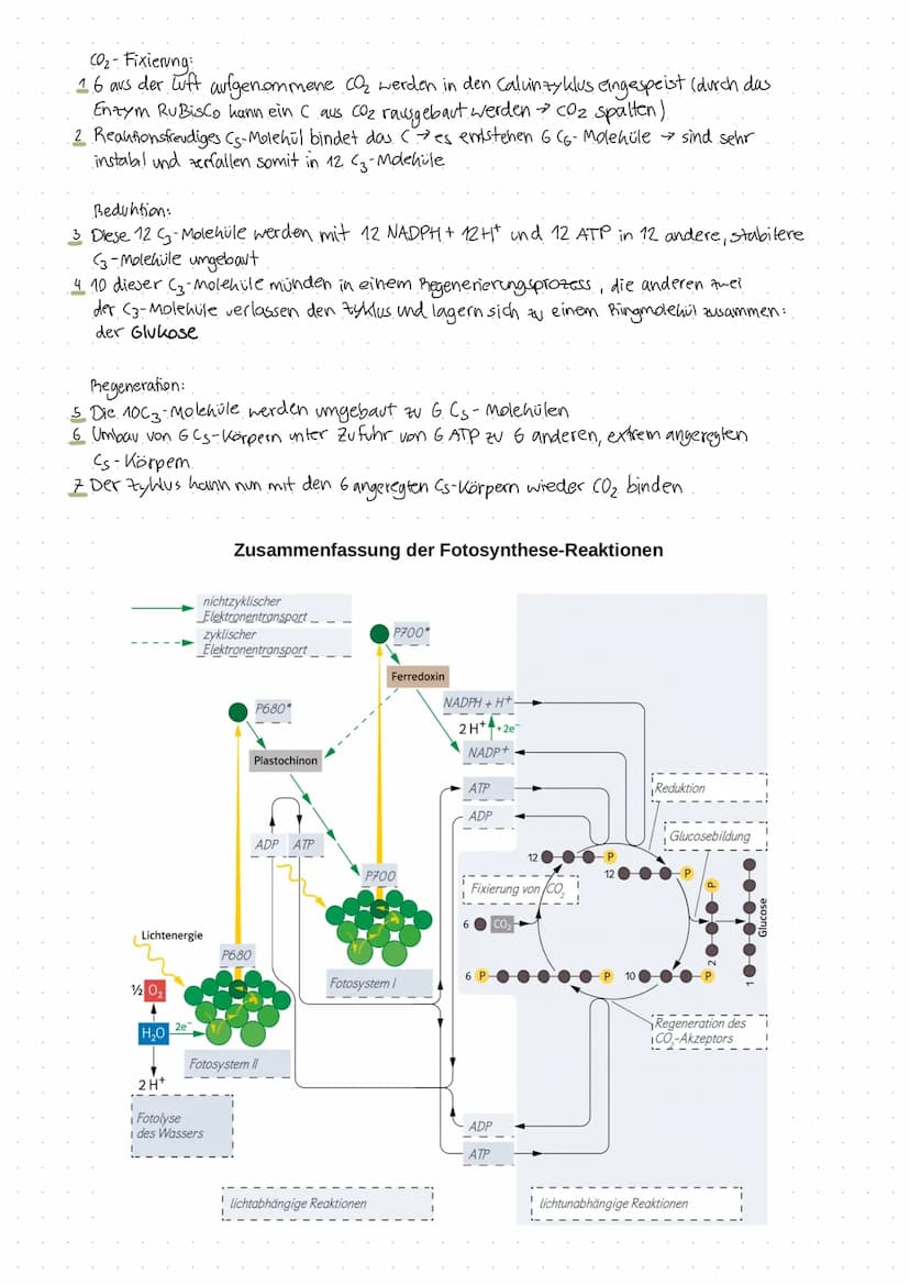 Fotosynthese
Fotosynthese: Umwandlung von Lichtenergie in chemische Energie und Aufbau
von organischer Substanz (Glucose) aus anorganischen 