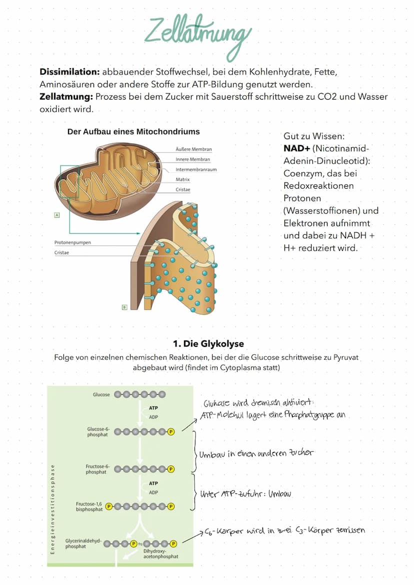 Fotosynthese
Fotosynthese: Umwandlung von Lichtenergie in chemische Energie und Aufbau
von organischer Substanz (Glucose) aus anorganischen 
