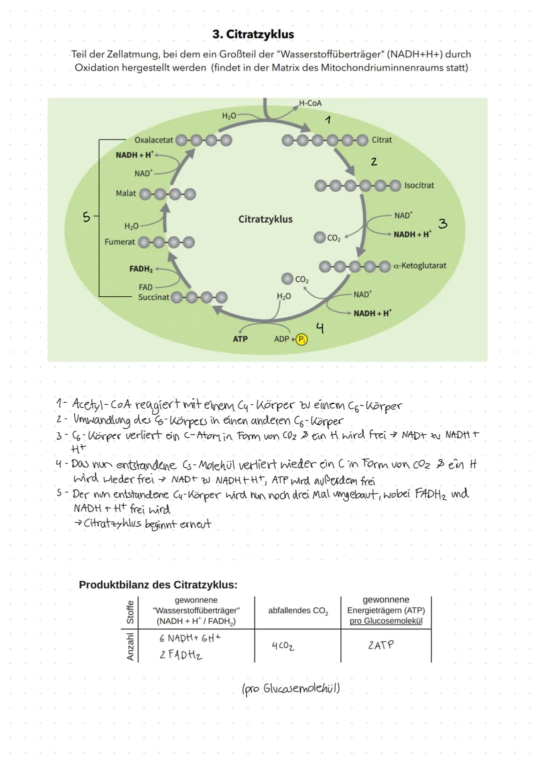 Fotosynthese
Fotosynthese: Umwandlung von Lichtenergie in chemische Energie und Aufbau
von organischer Substanz (Glucose) aus anorganischen 