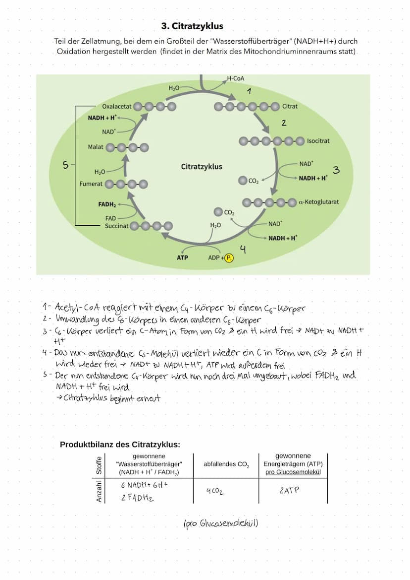 Fotosynthese
Fotosynthese: Umwandlung von Lichtenergie in chemische Energie und Aufbau
von organischer Substanz (Glucose) aus anorganischen 