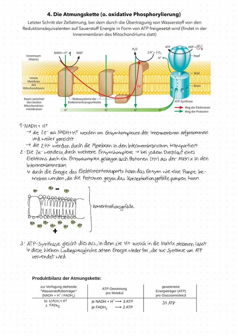 Fotosynthese
Fotosynthese: Umwandlung von Lichtenergie in chemische Energie und Aufbau
von organischer Substanz (Glucose) aus anorganischen 