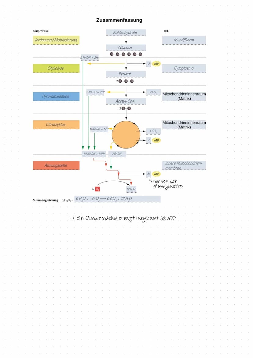 Fotosynthese
Fotosynthese: Umwandlung von Lichtenergie in chemische Energie und Aufbau
von organischer Substanz (Glucose) aus anorganischen 