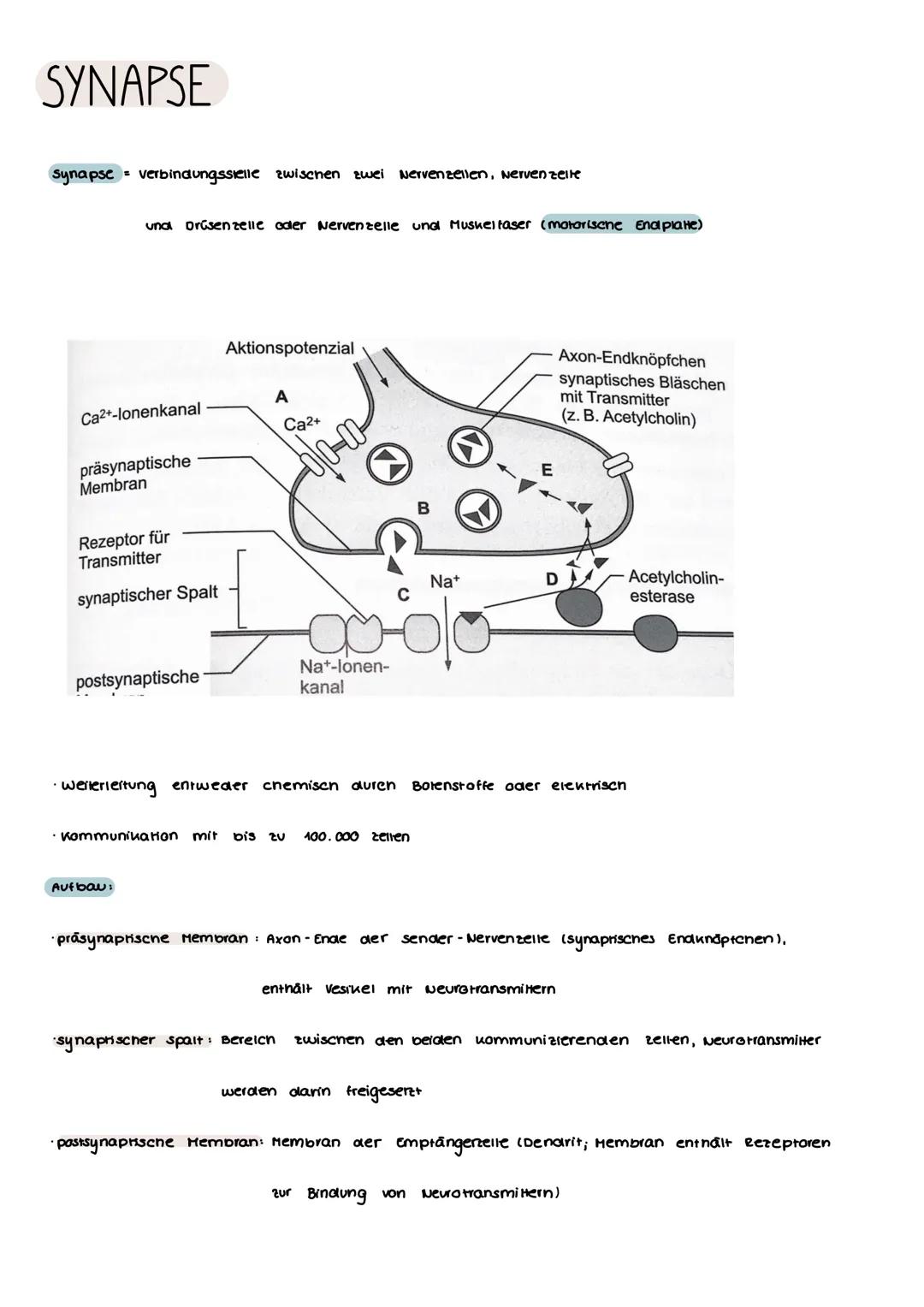 # SYNAPSE

Synapse verbindungsstelle zwischen zwei Nervenzellen, Nerven zelte
und Drüsenzelle oder Nervenzelle und Muskeltaser (motorisene E