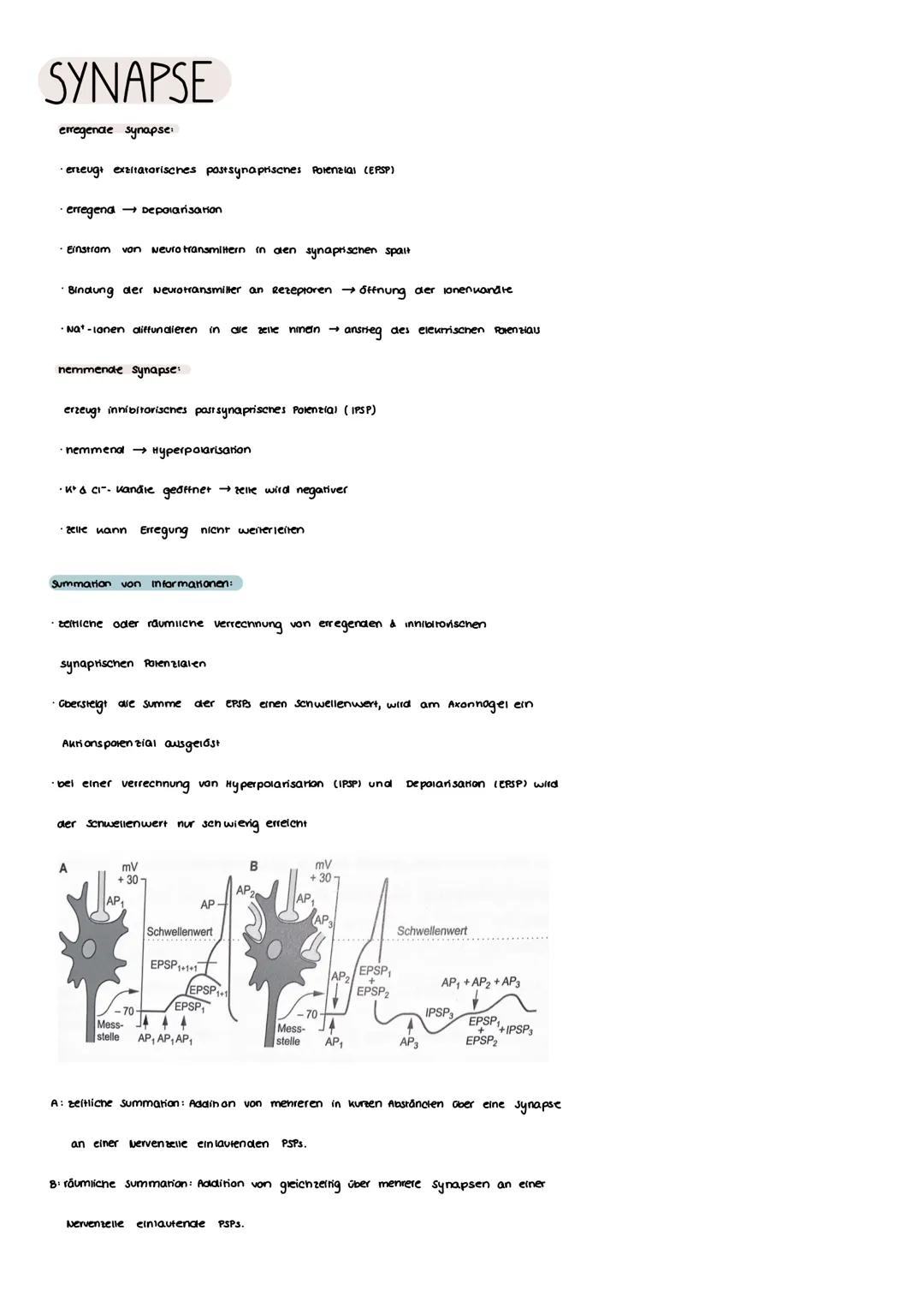 # SYNAPSE

Synapse verbindungsstelle zwischen zwei Nervenzellen, Nerven zelte
und Drüsenzelle oder Nervenzelle und Muskeltaser (motorisene E