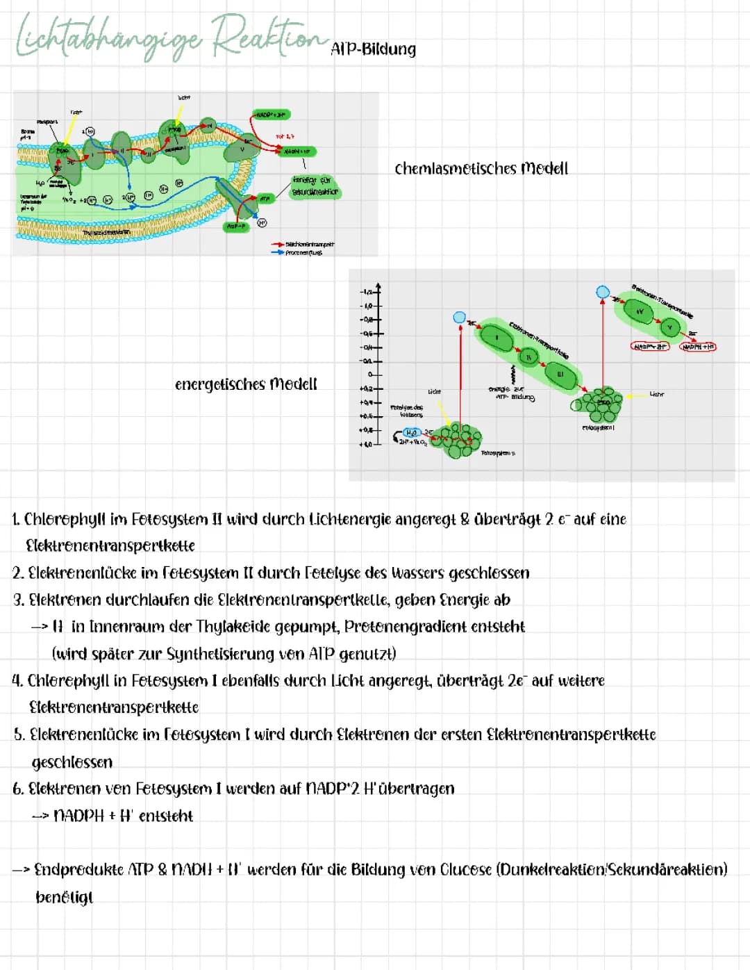 Lichtabhängige Reaktion (Primärreaktion)