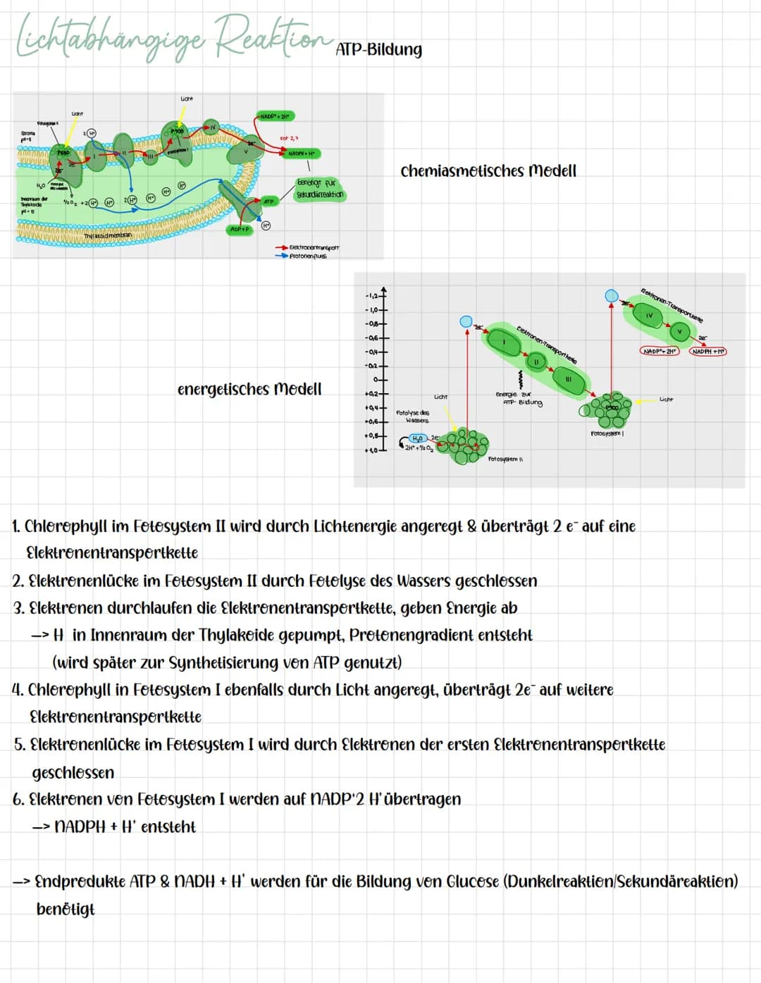 Lichtabhangige Reaktion
pH-8
APPEND
HO
hurram dur
Thylatoide
pH-8
oppod
2
1/0₂ +22
Licht
P300
Ⓡ
ADP+P
NADP+2H
rot 2,7
NADPH H
ATP-Bildung
be