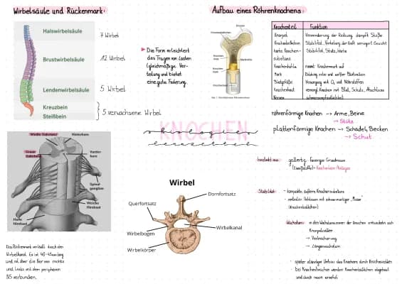 Know Lernzettel Knochen und Wirbel 🤓🌱 thumbnail