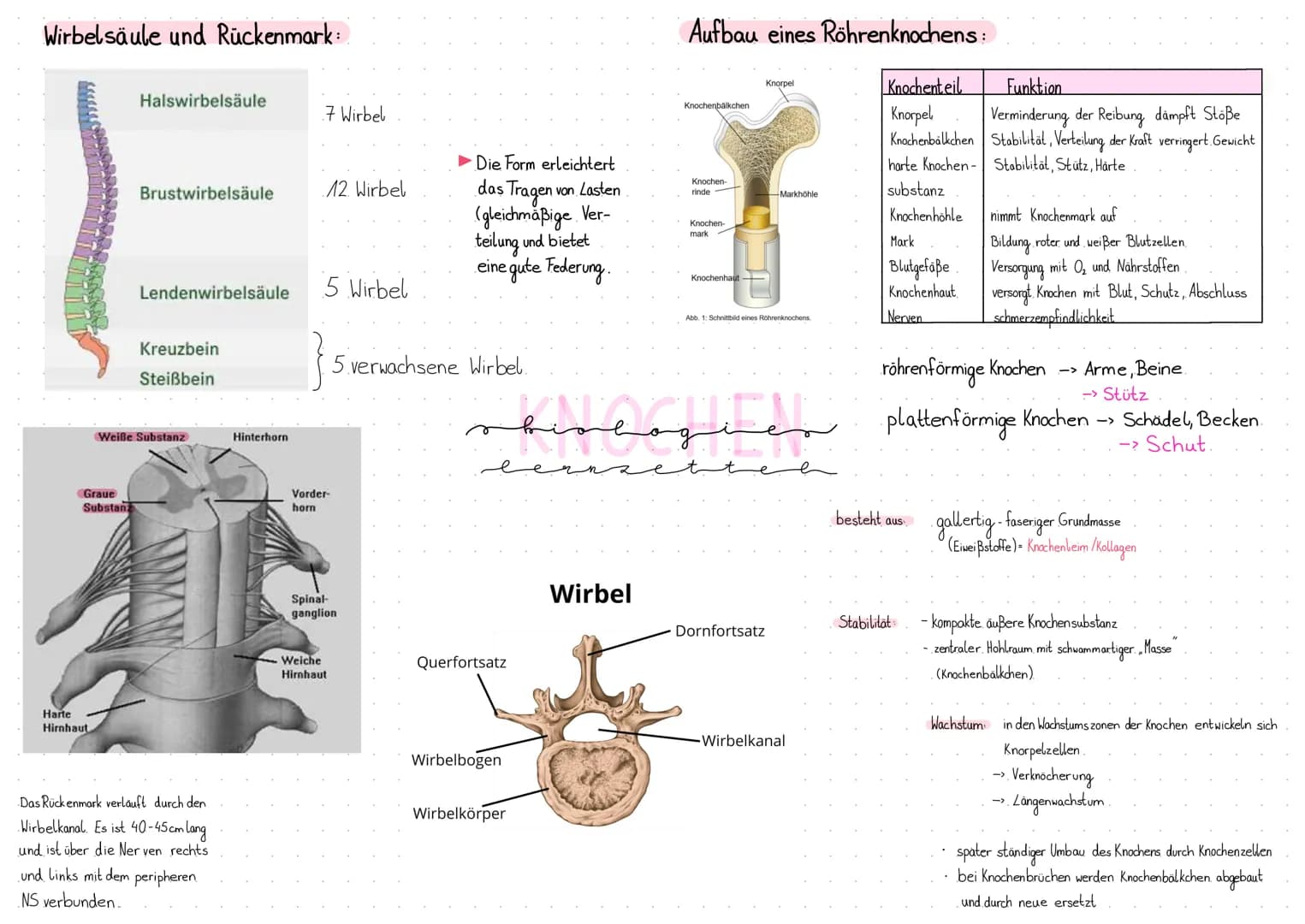 Wirbelsäule und Rückenmark:
Graue
Substanz
Harte
Hirnhaut
Halswirbelsäule
Brustwirbelsäule
Lendenwirbelsäule
Kreuzbein
Steißbein
Weiße Subst