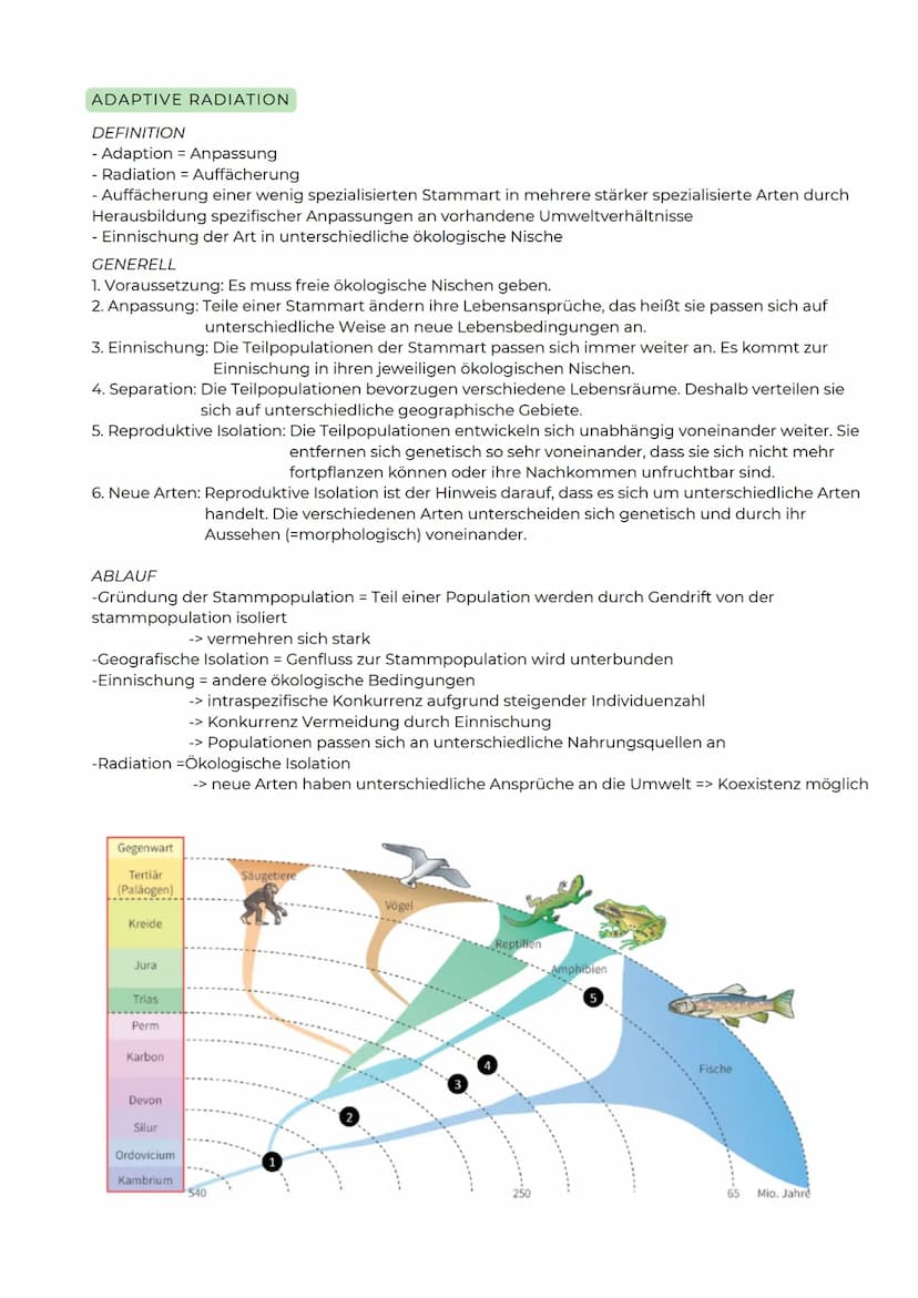 ABITURZUSAMMENFASSUNG
2023
Biologie LK
Evolution SELEKTIONSFORMEN
Stabilisierende Selektion
Besteht ein Prädationsdruck
z.B. auf kleine und 