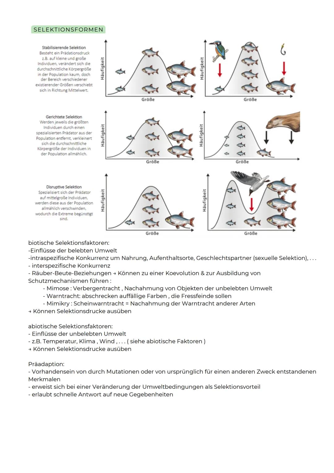 ABITURZUSAMMENFASSUNG
2023
Biologie LK
Evolution SELEKTIONSFORMEN
Stabilisierende Selektion
Besteht ein Prädationsdruck
z.B. auf kleine und 
