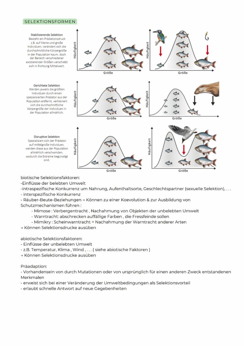 ABITURZUSAMMENFASSUNG
2023
Biologie LK
Evolution SELEKTIONSFORMEN
Stabilisierende Selektion
Besteht ein Prädationsdruck
z.B. auf kleine und 