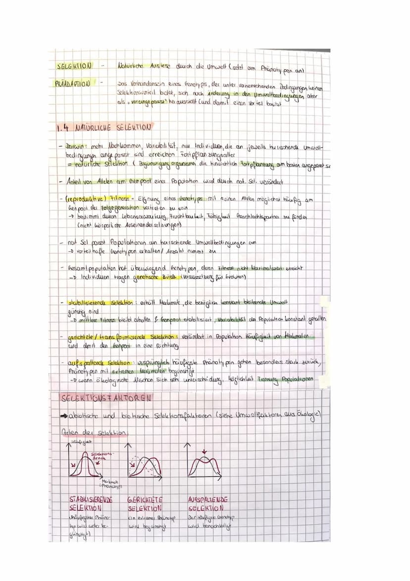 BIO LK EVOLUTION
Zusammenfassung
@karolinamechab & O
Willkommen zu meiner Bio Evolution Zusammenfassung!!
Bevor du sie dir durchliest möchte