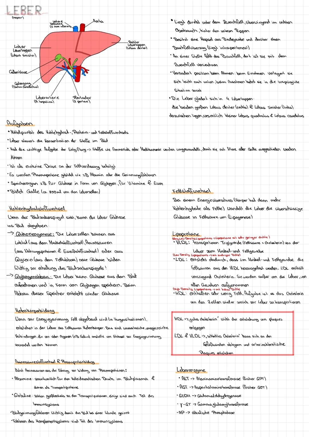 LEBER
(hepar)
Linker
Leberlappen
(Lobus sinister)
Gallenblase
Gallengang
(Duclus choledochus)
untere
Hohlvene
(V. cava inferion
Leberarterie