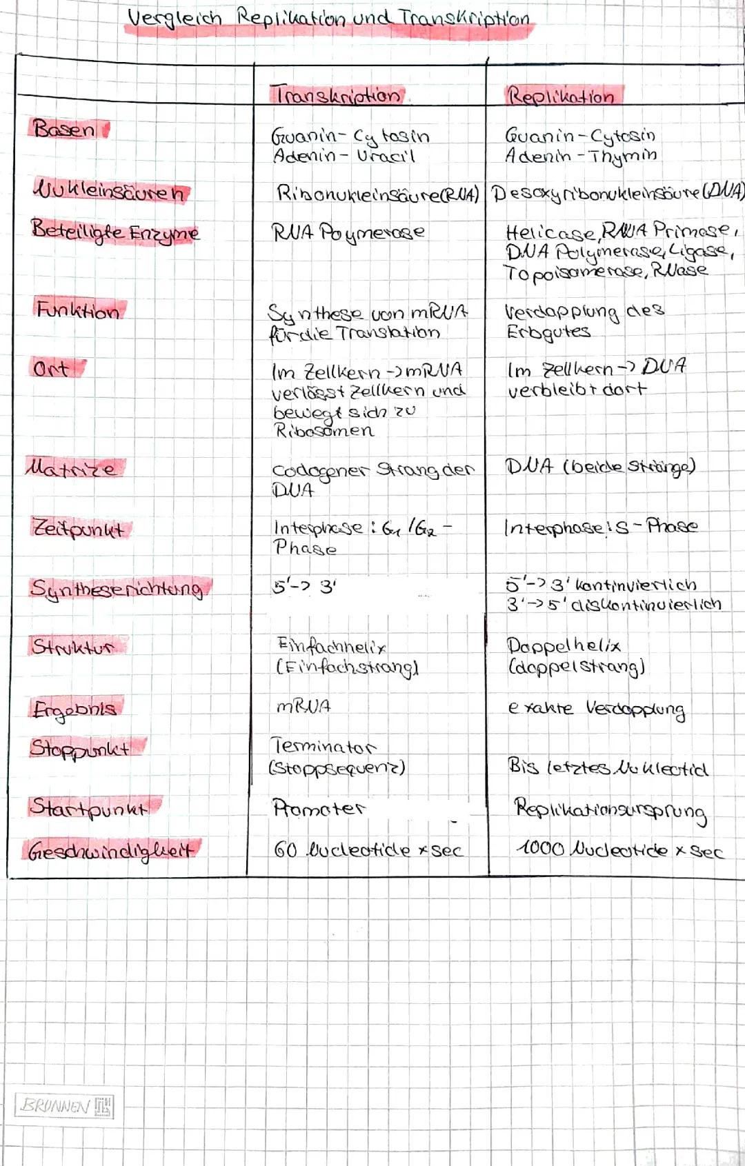 Vergleich Replikation Transkription 