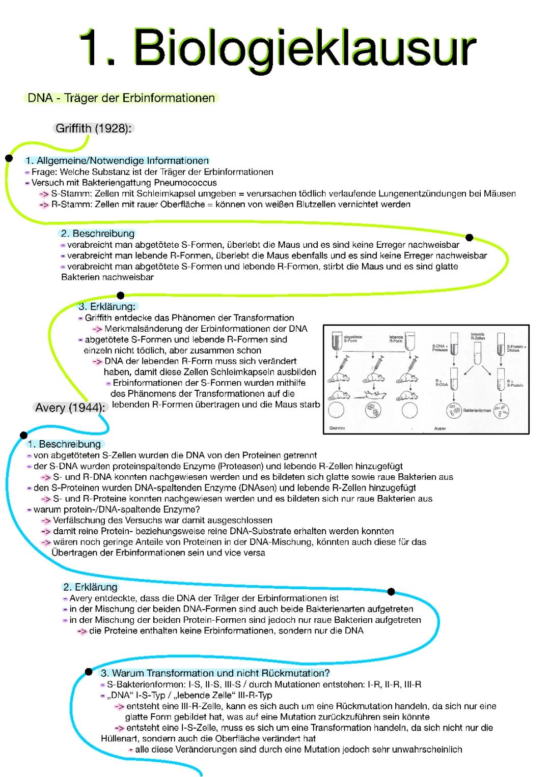Versuche von Griffith und Avery einfach erklärt - Zusammenfassung und Erklärung