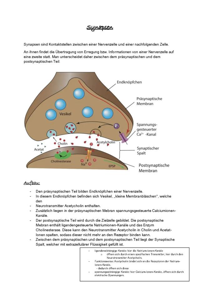 Know Neurobiologie Q1/1 thumbnail