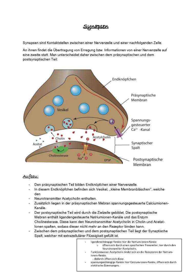 Know Neurobiologie Q1/1 thumbnail