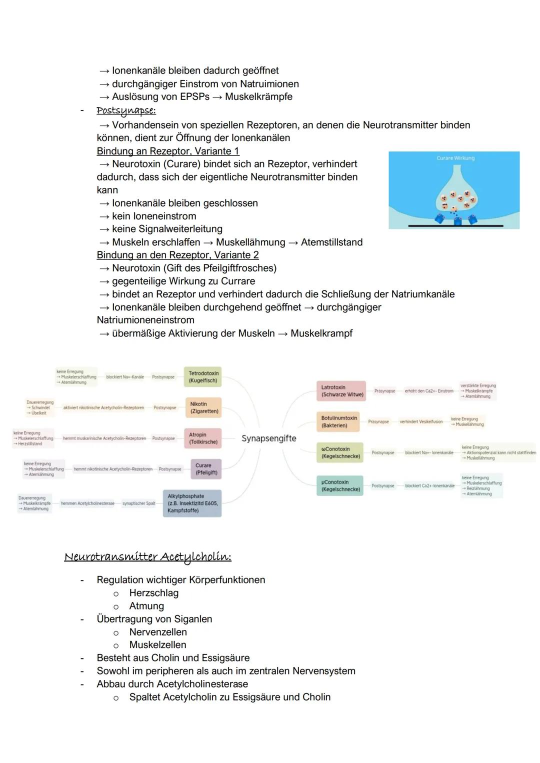 Synapsen sind Kontaktstellen zwischen einer Nervenzelle und einer nachfolgenden Zelle.
An ihnen findet die Übertragung von Erregung bzw. Inf