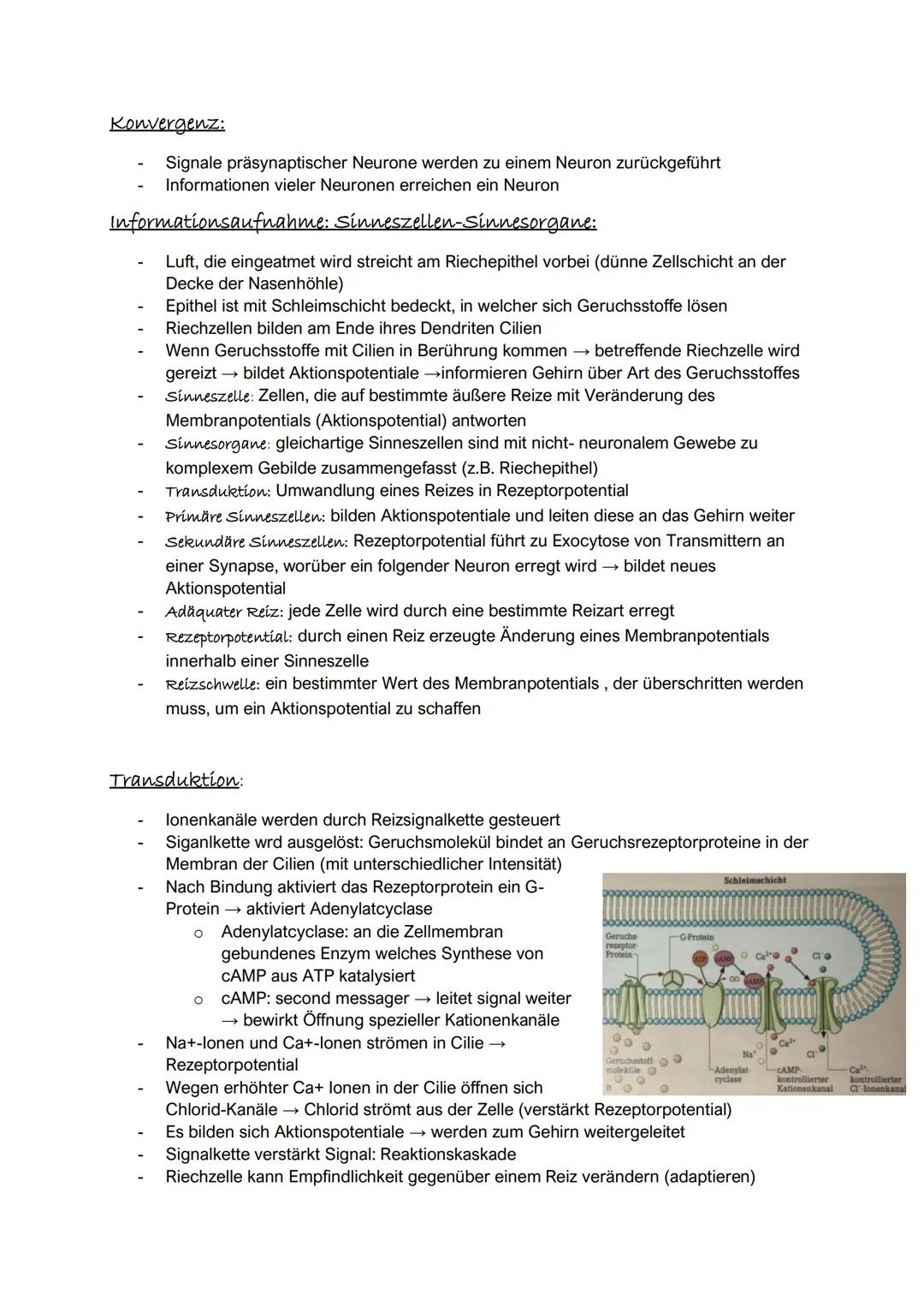 Synapsen sind Kontaktstellen zwischen einer Nervenzelle und einer nachfolgenden Zelle.
An ihnen findet die Übertragung von Erregung bzw. Inf
