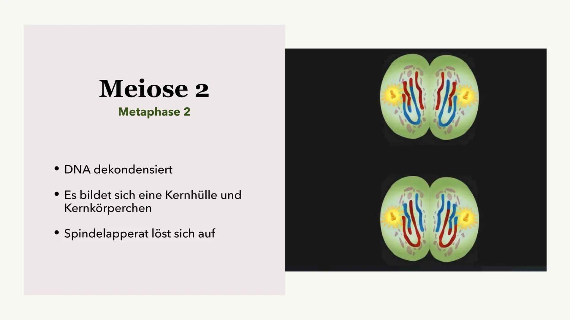 Die Meiose und die
Mitose
Sabine Paetsch Meiose
Allgemein
• Zellteilung ist bei der Meiose in zwei unterschiedliche Prozesse aufgeteilt
●
• 