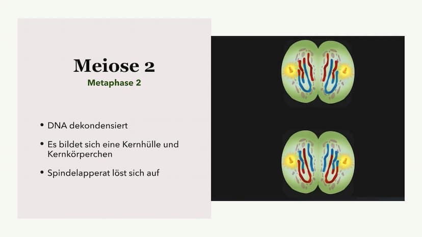 Die Meiose und die
Mitose
Sabine Paetsch Meiose
Allgemein
• Zellteilung ist bei der Meiose in zwei unterschiedliche Prozesse aufgeteilt
●
• 