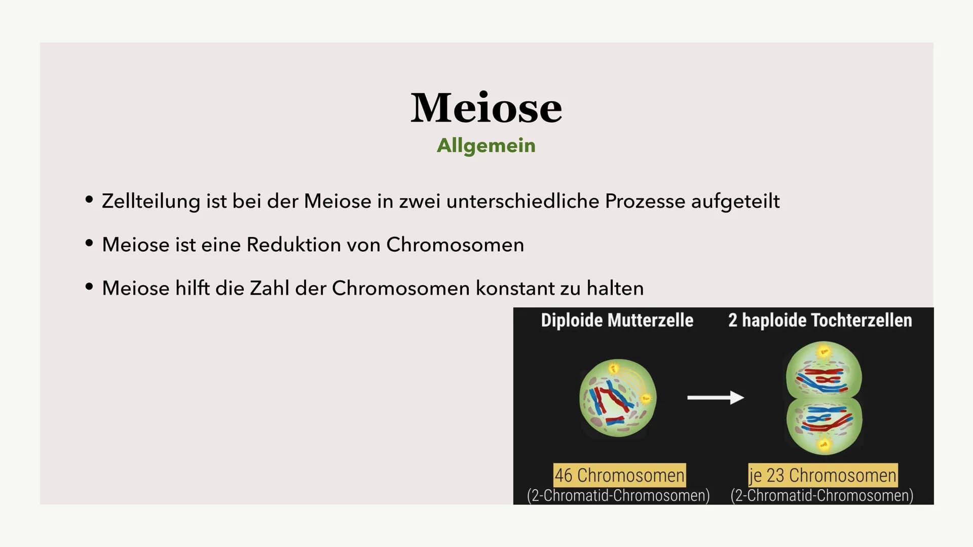 Die Meiose und die
Mitose
Sabine Paetsch Meiose
Allgemein
• Zellteilung ist bei der Meiose in zwei unterschiedliche Prozesse aufgeteilt
●
• 