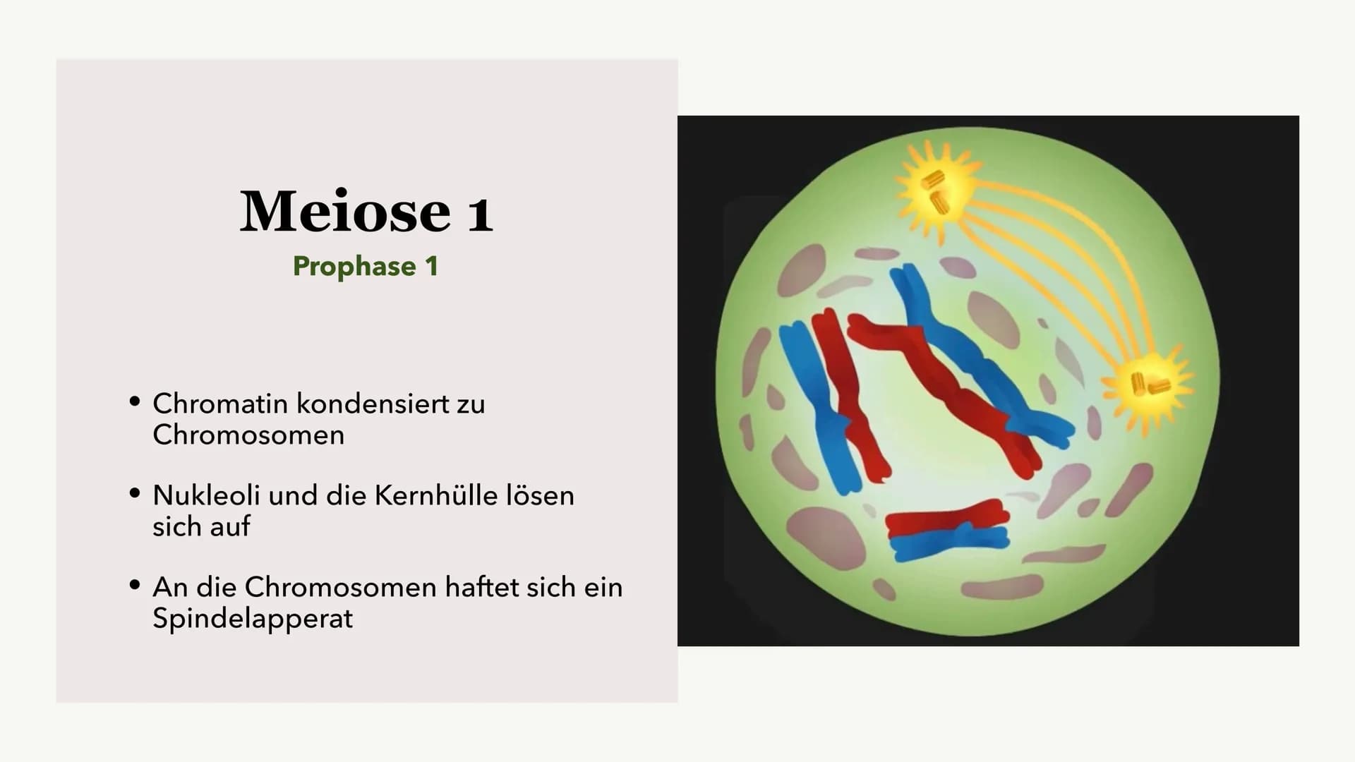 Die Meiose und die
Mitose
Sabine Paetsch Meiose
Allgemein
• Zellteilung ist bei der Meiose in zwei unterschiedliche Prozesse aufgeteilt
●
• 